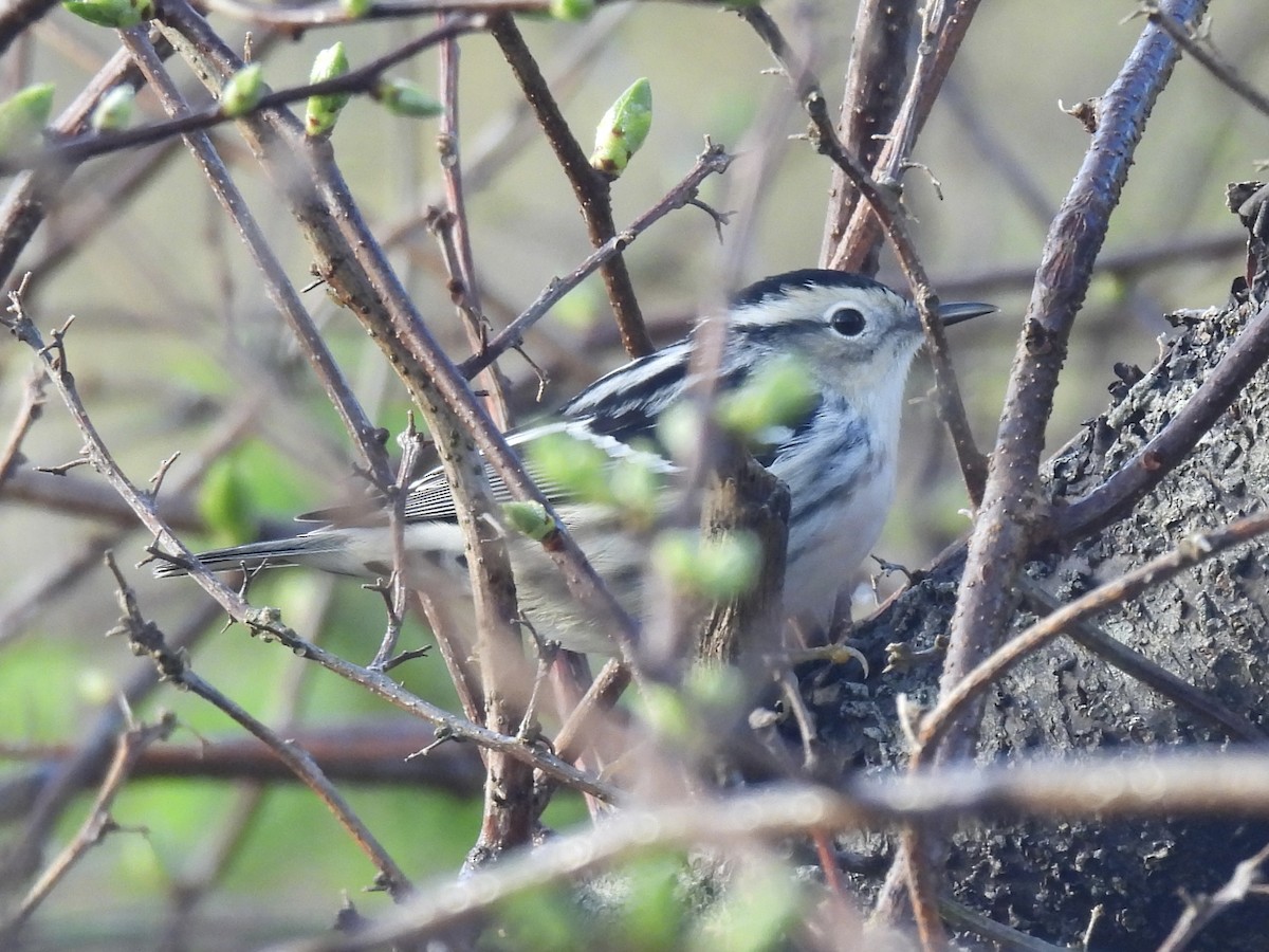 Black-and-white Warbler - ML618668053