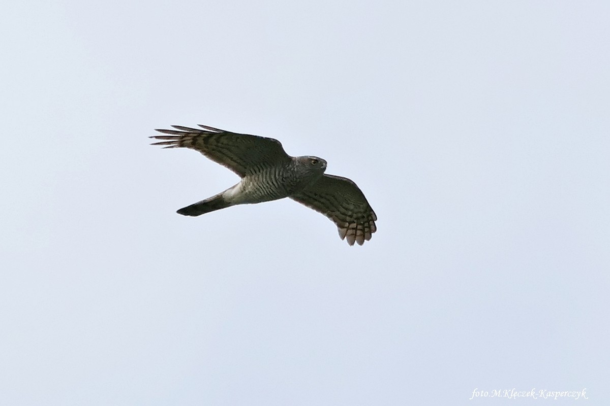 Eurasian Sparrowhawk - ML618668063
