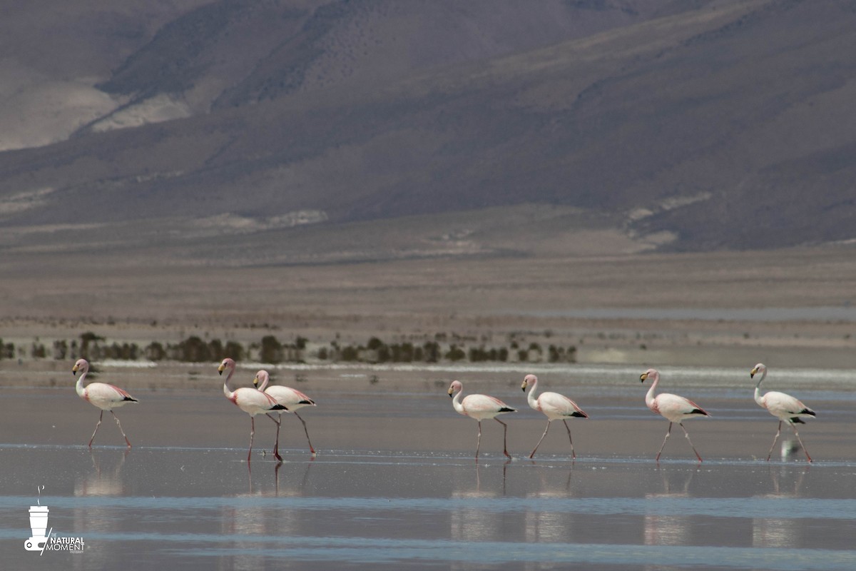 Andean Flamingo - ML618668099