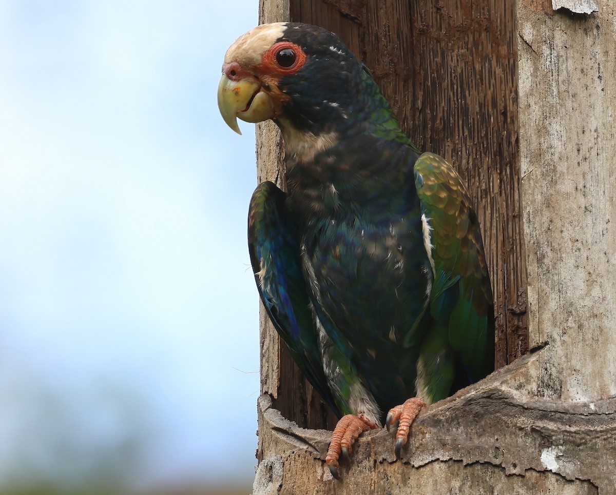 White-crowned Parrot - ML618668142