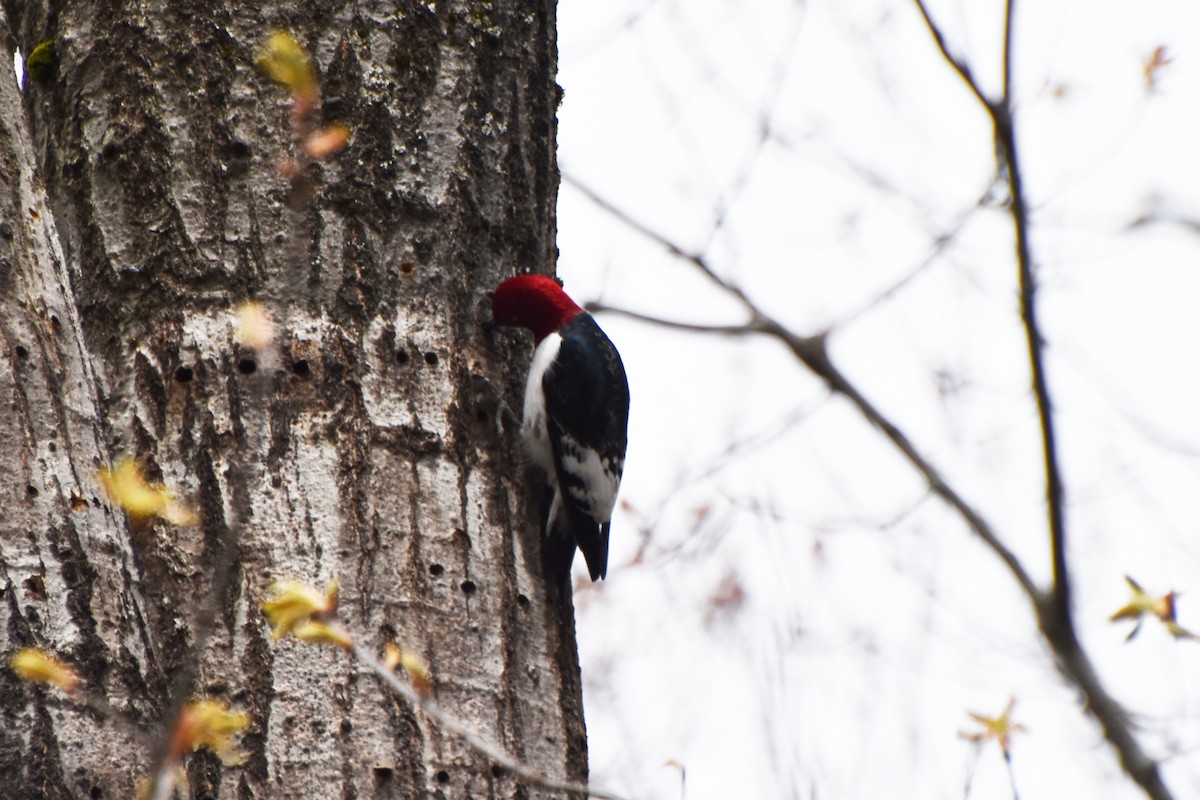 Red-headed Woodpecker - ML618668166