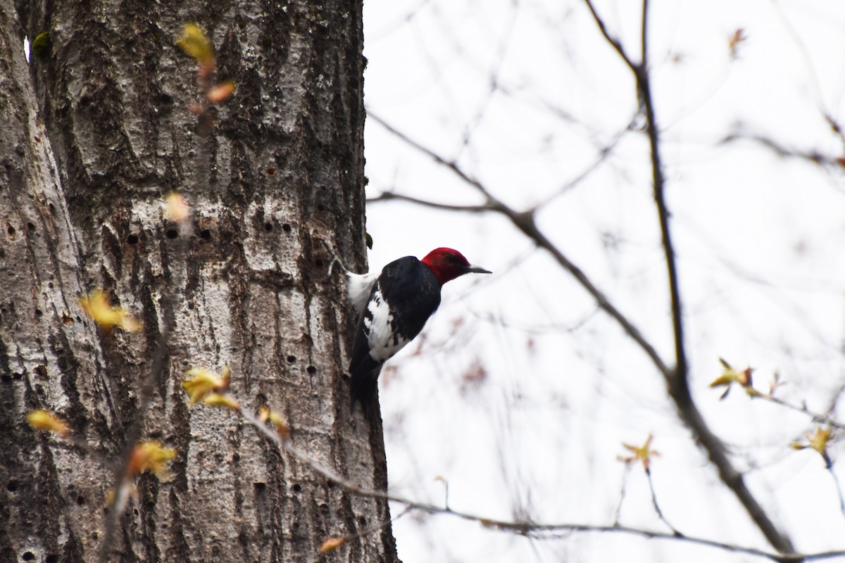 Red-headed Woodpecker - ML618668167