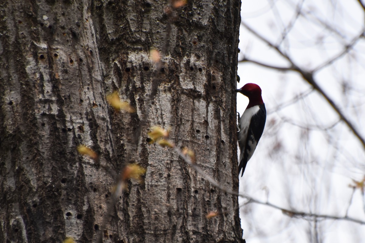 Red-headed Woodpecker - ML618668183