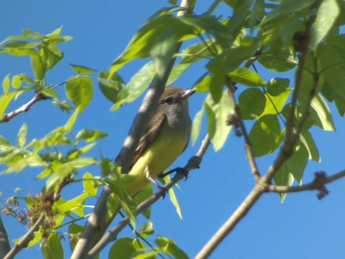 Great Crested Flycatcher - ML618668188