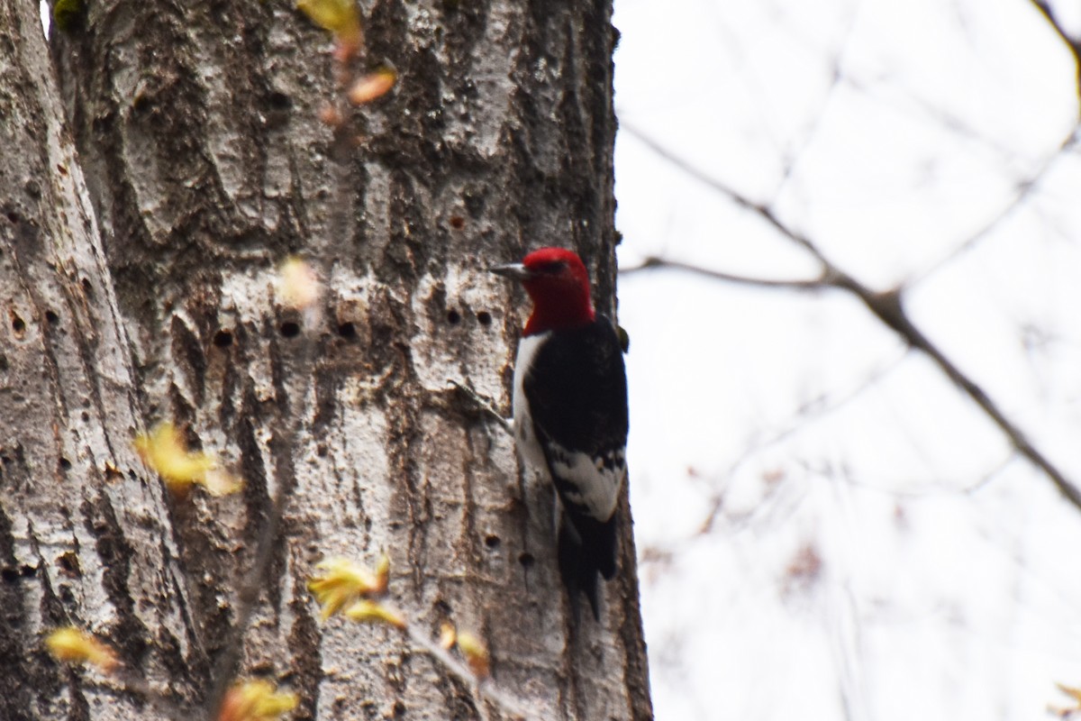 Red-headed Woodpecker - ML618668194