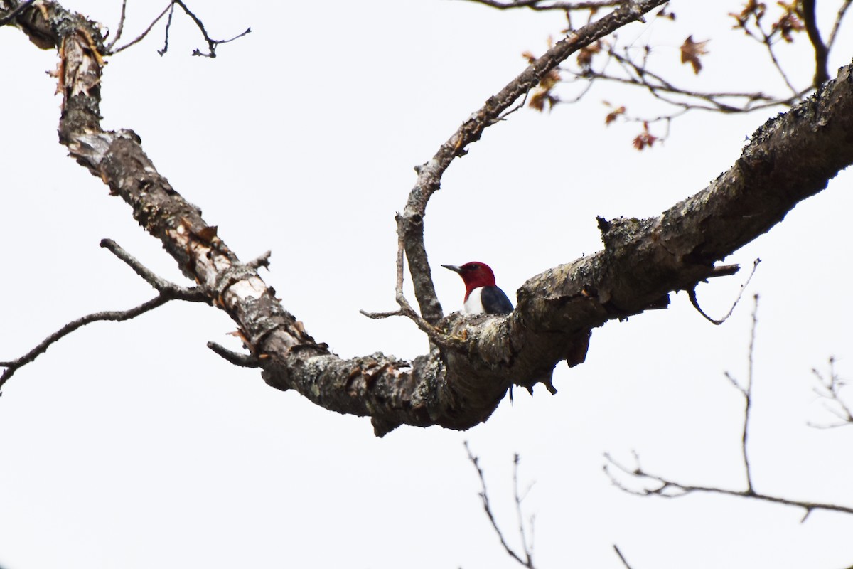Red-headed Woodpecker - ML618668215
