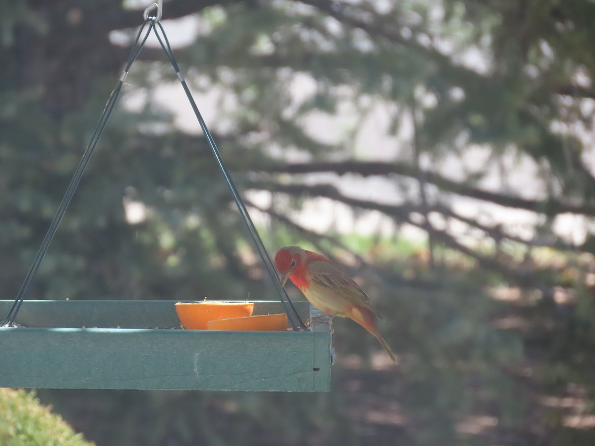 Summer Tanager - Lorie Chesnut