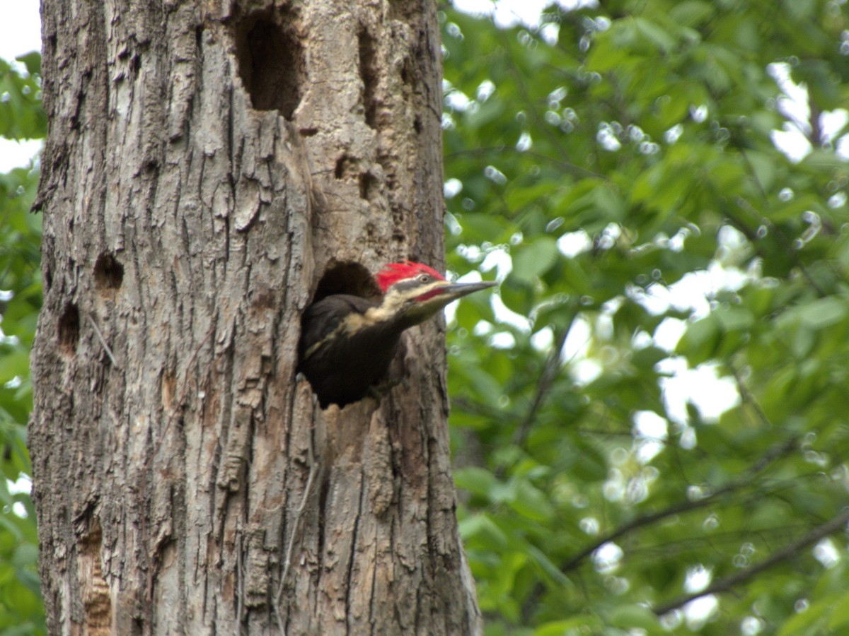 Pileated Woodpecker - ML618668225