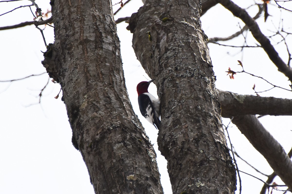 Red-headed Woodpecker - ML618668234