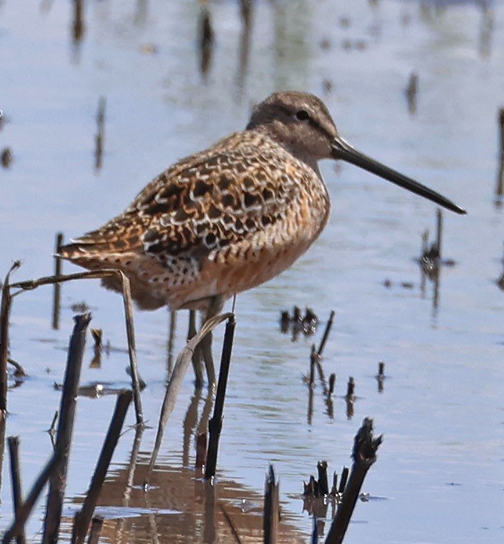 Long-billed Dowitcher - ML618668241