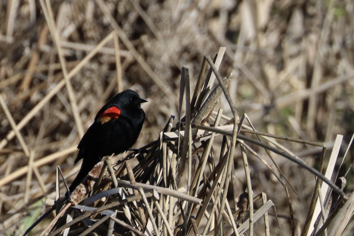 Red-winged Blackbird - ML618668243