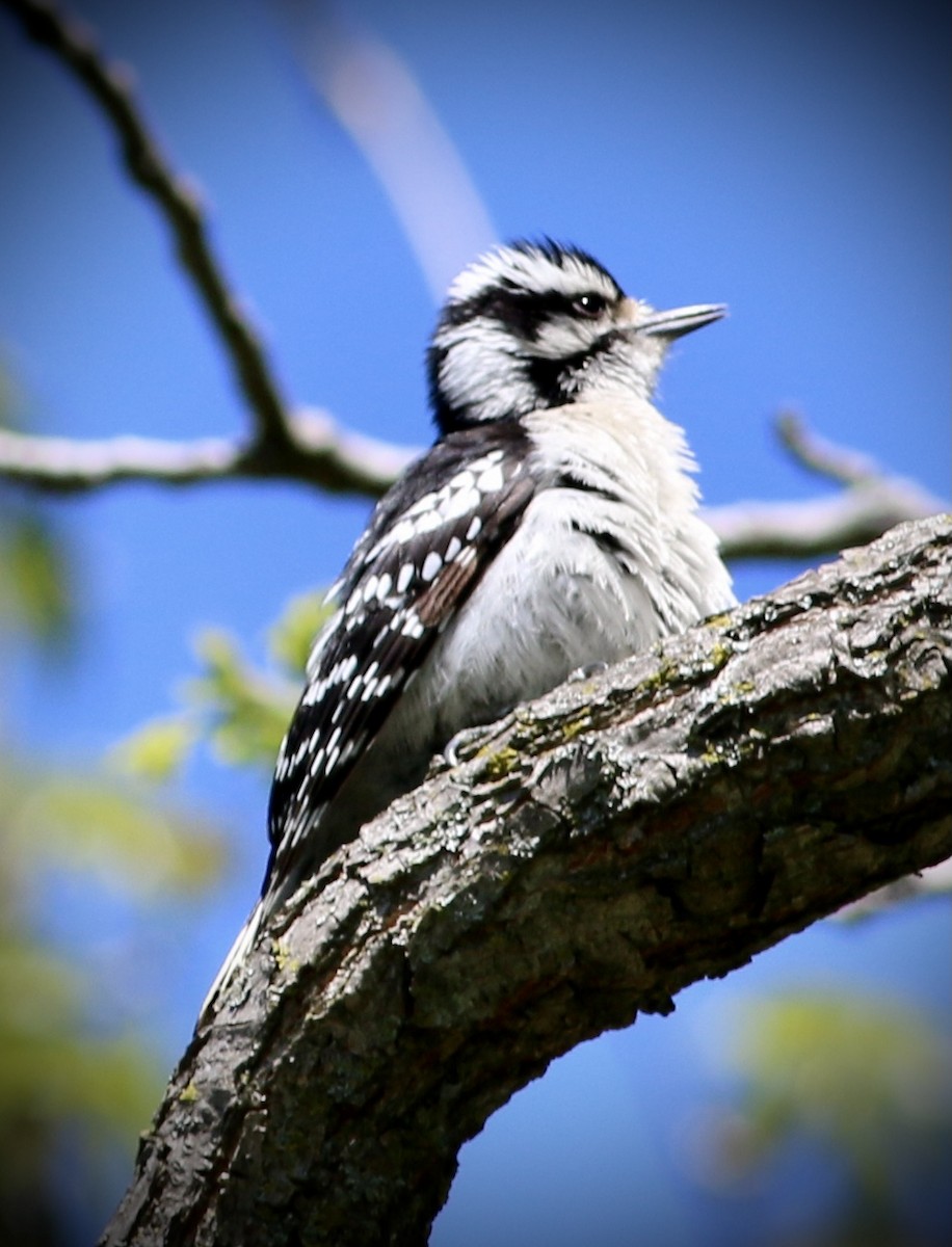 Downy Woodpecker - Lenore  Pawlowski