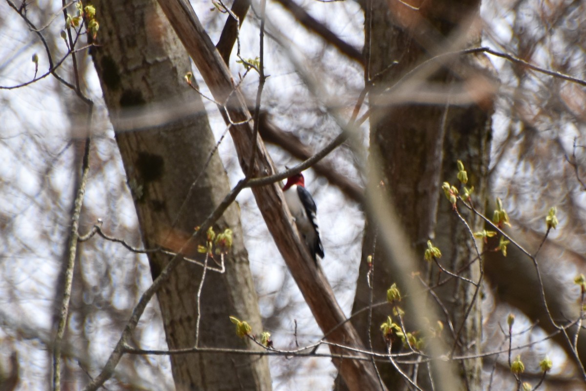 Red-headed Woodpecker - ML618668251