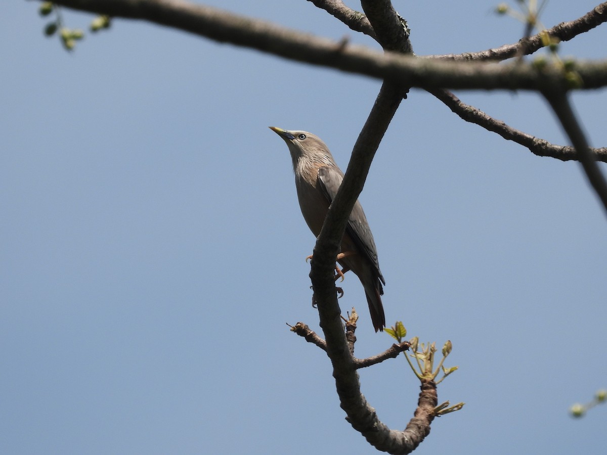 Chestnut-tailed Starling - ML618668255