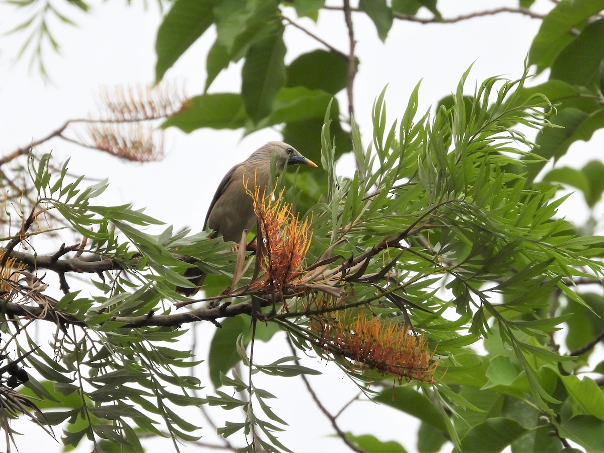 Chestnut-tailed Starling - ML618668256