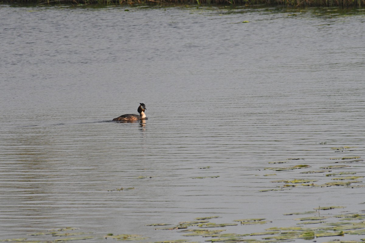 Great Crested Grebe - ML618668287