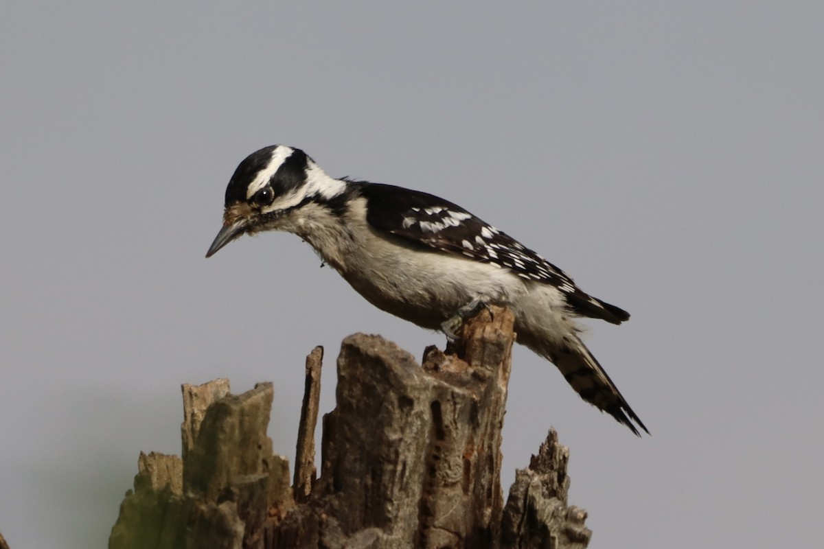 Downy Woodpecker - ML618668306