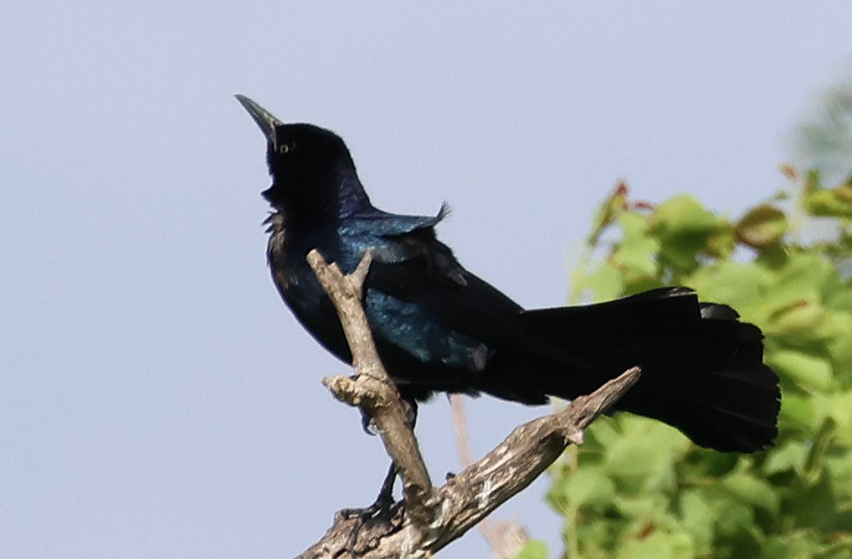Boat-tailed Grackle - ML618668308