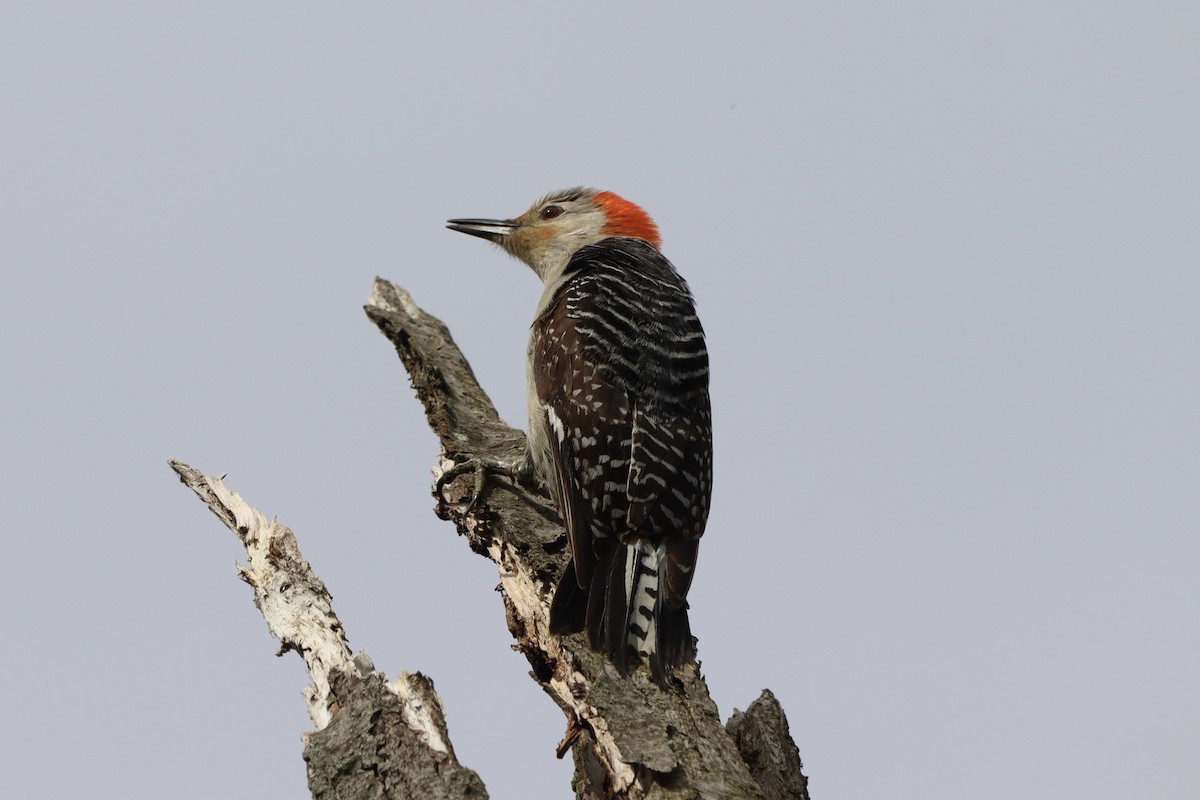 Red-bellied Woodpecker - ML618668313