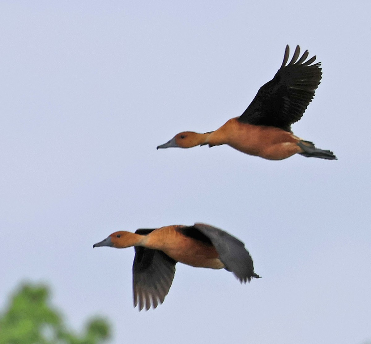 Fulvous Whistling-Duck - ML618668345