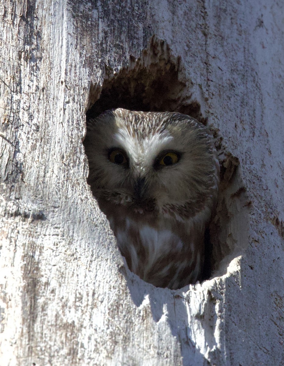 Northern Saw-whet Owl - Lucia MacQuarrie