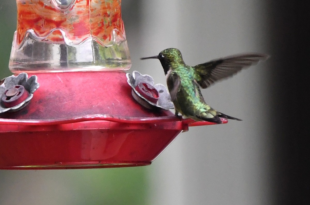 Ruby-throated Hummingbird - ML618668379