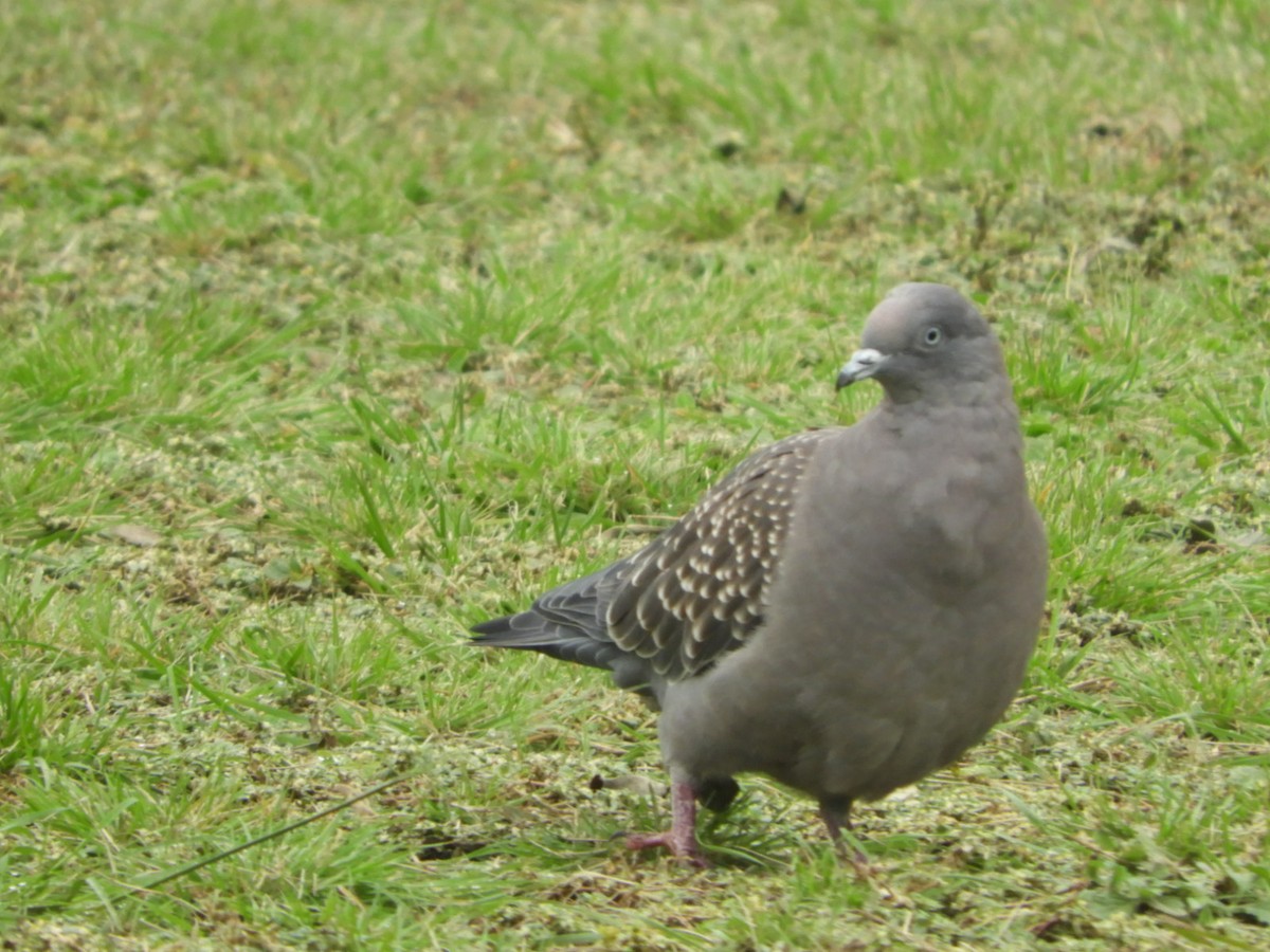 Spot-winged Pigeon - ML618668418
