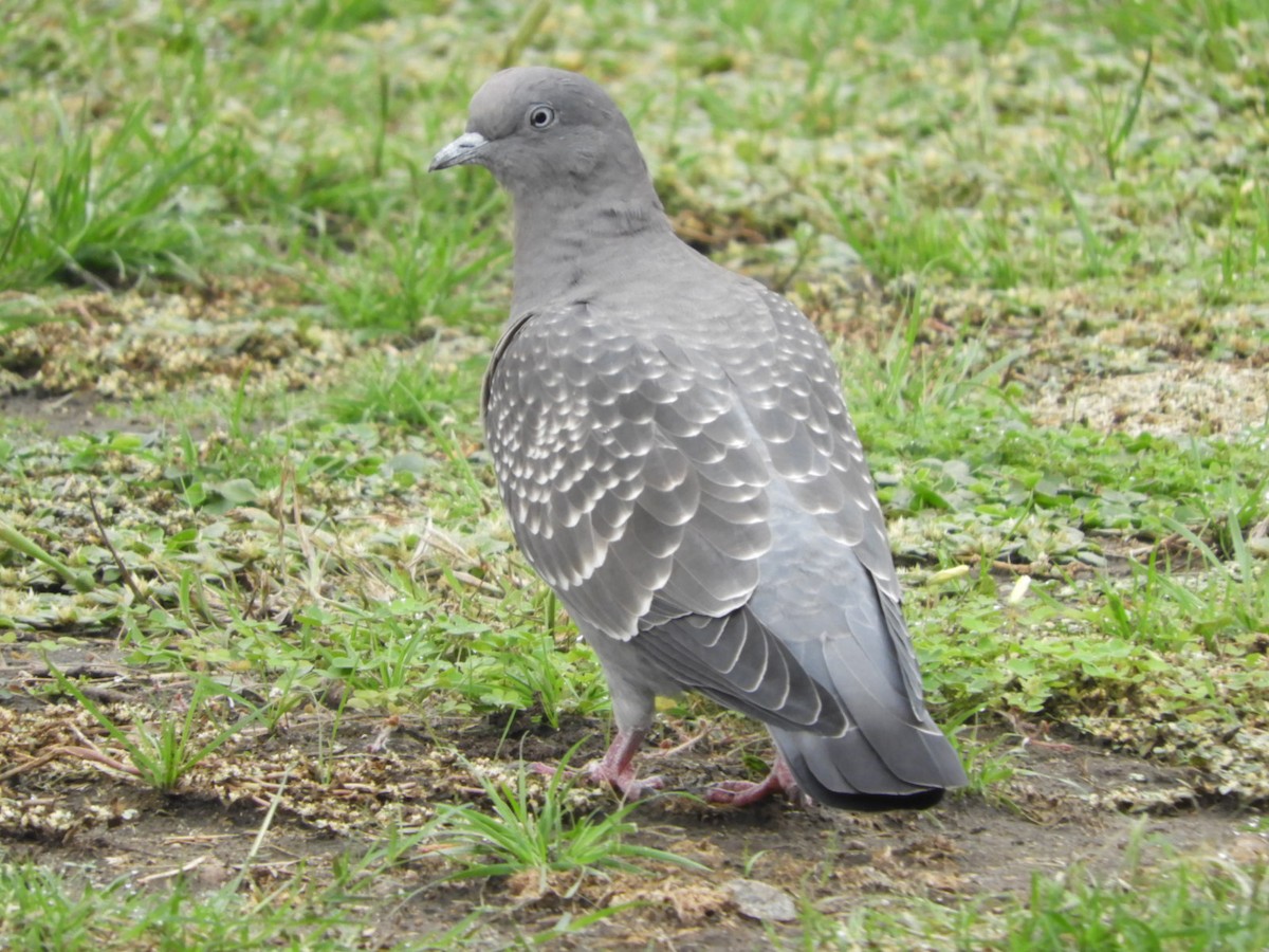 Spot-winged Pigeon - ML618668422