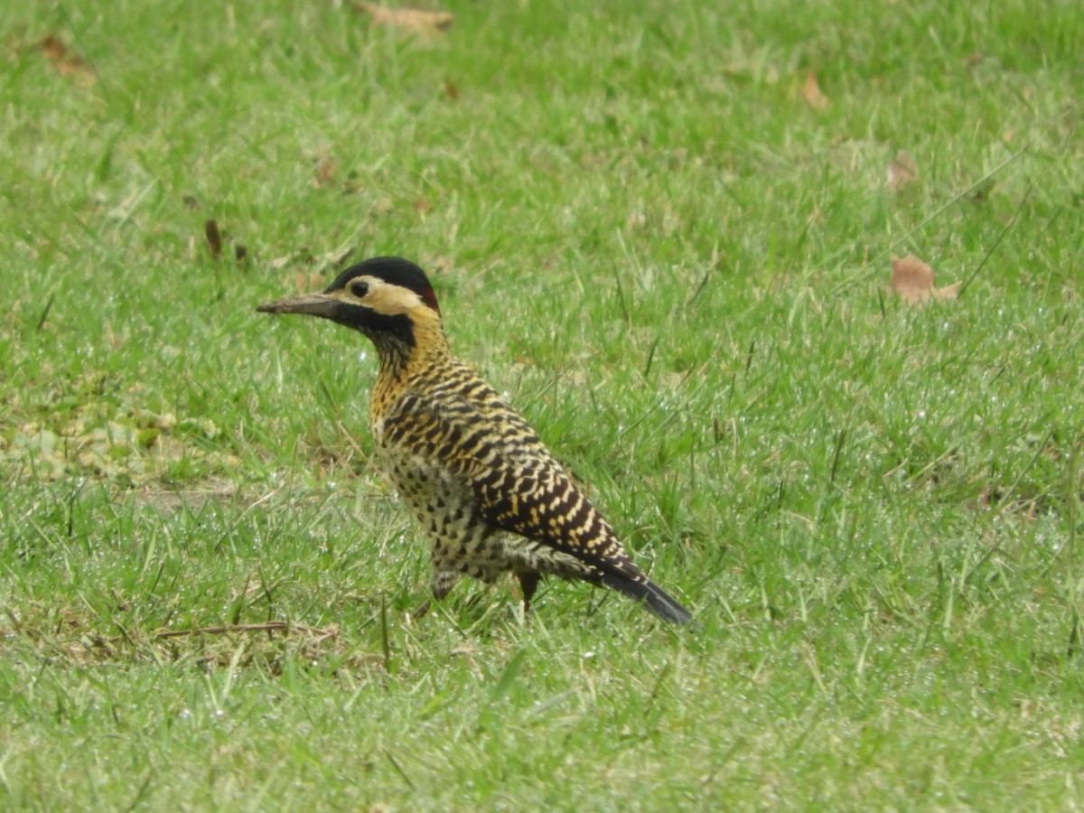 Green-barred Woodpecker - ML618668466