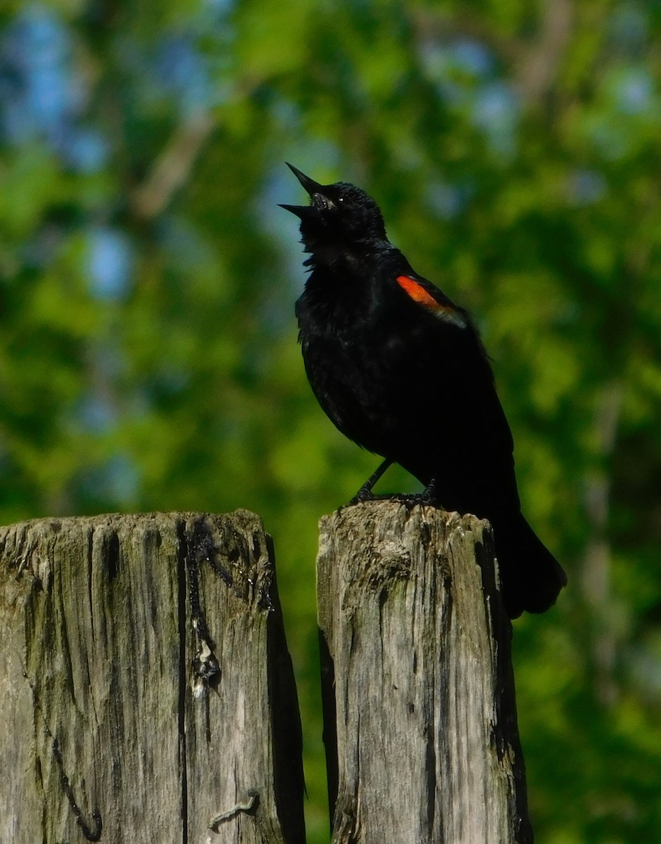 Red-winged Blackbird - ML618668478