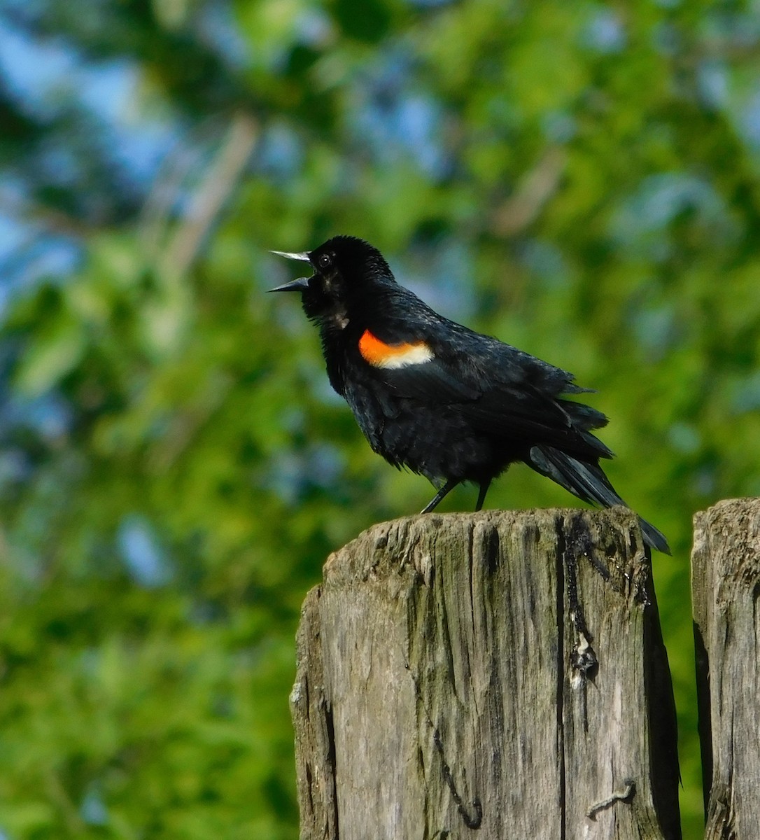 Red-winged Blackbird - Laurie White