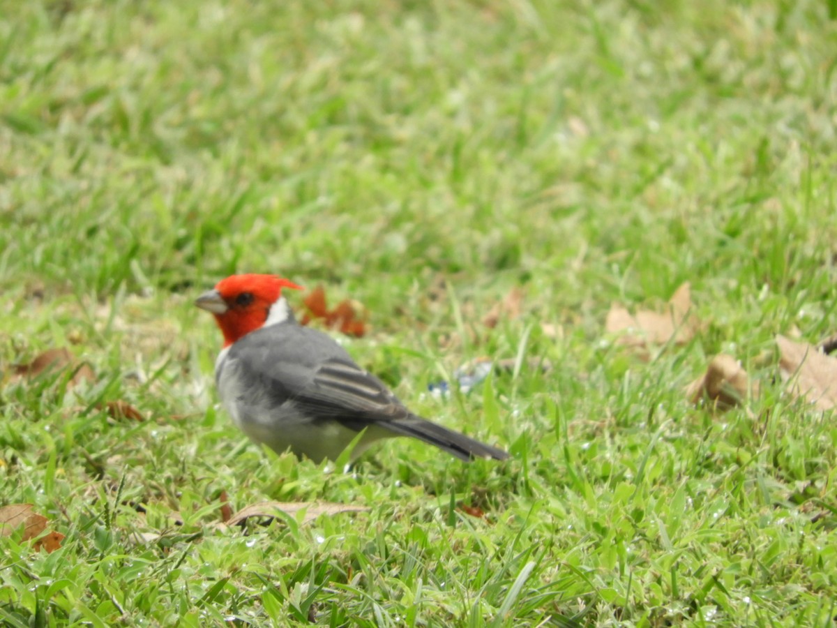 Red-crested Cardinal - ML618668568