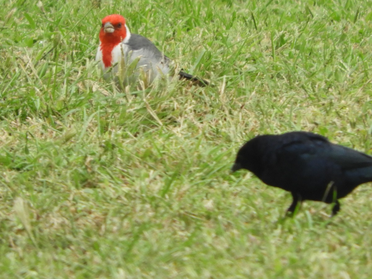 Red-crested Cardinal - ML618668569