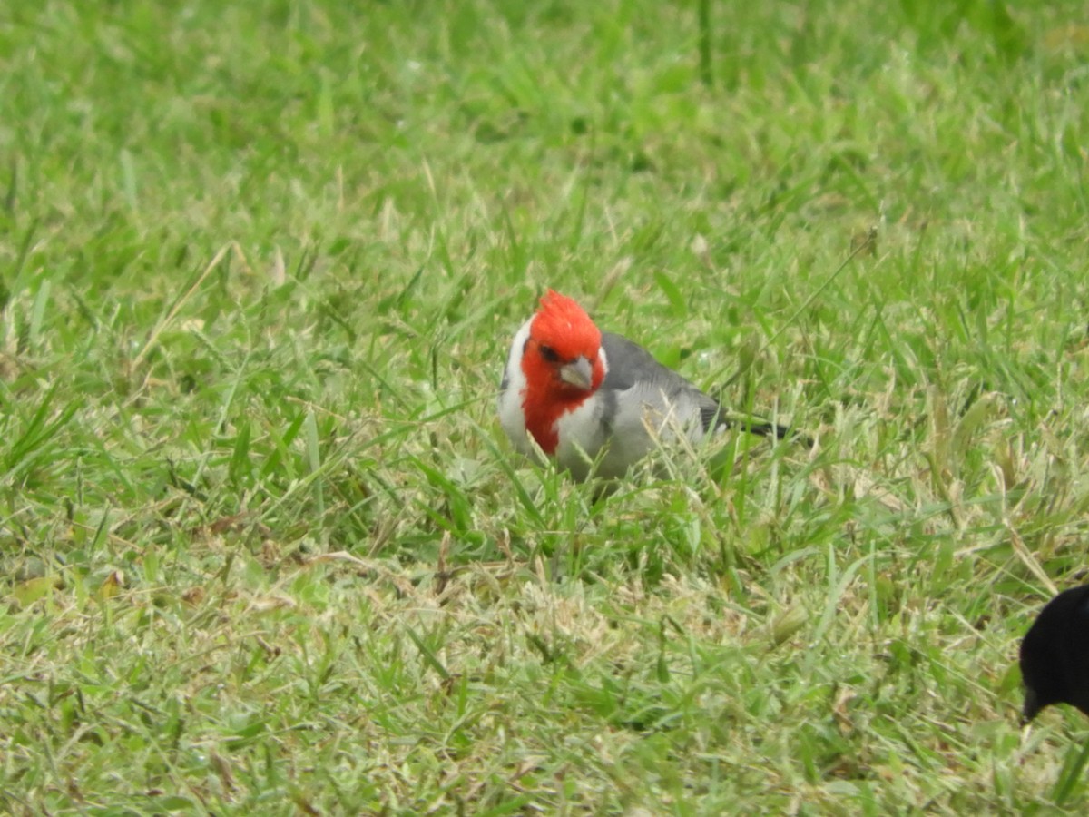 Red-crested Cardinal - ML618668571