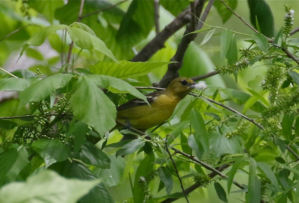 Orchard Oriole - ML618668618