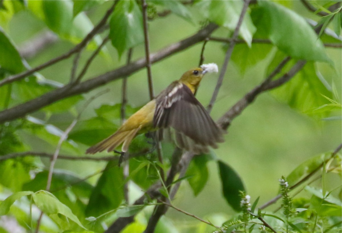 Orchard Oriole - ML618668624