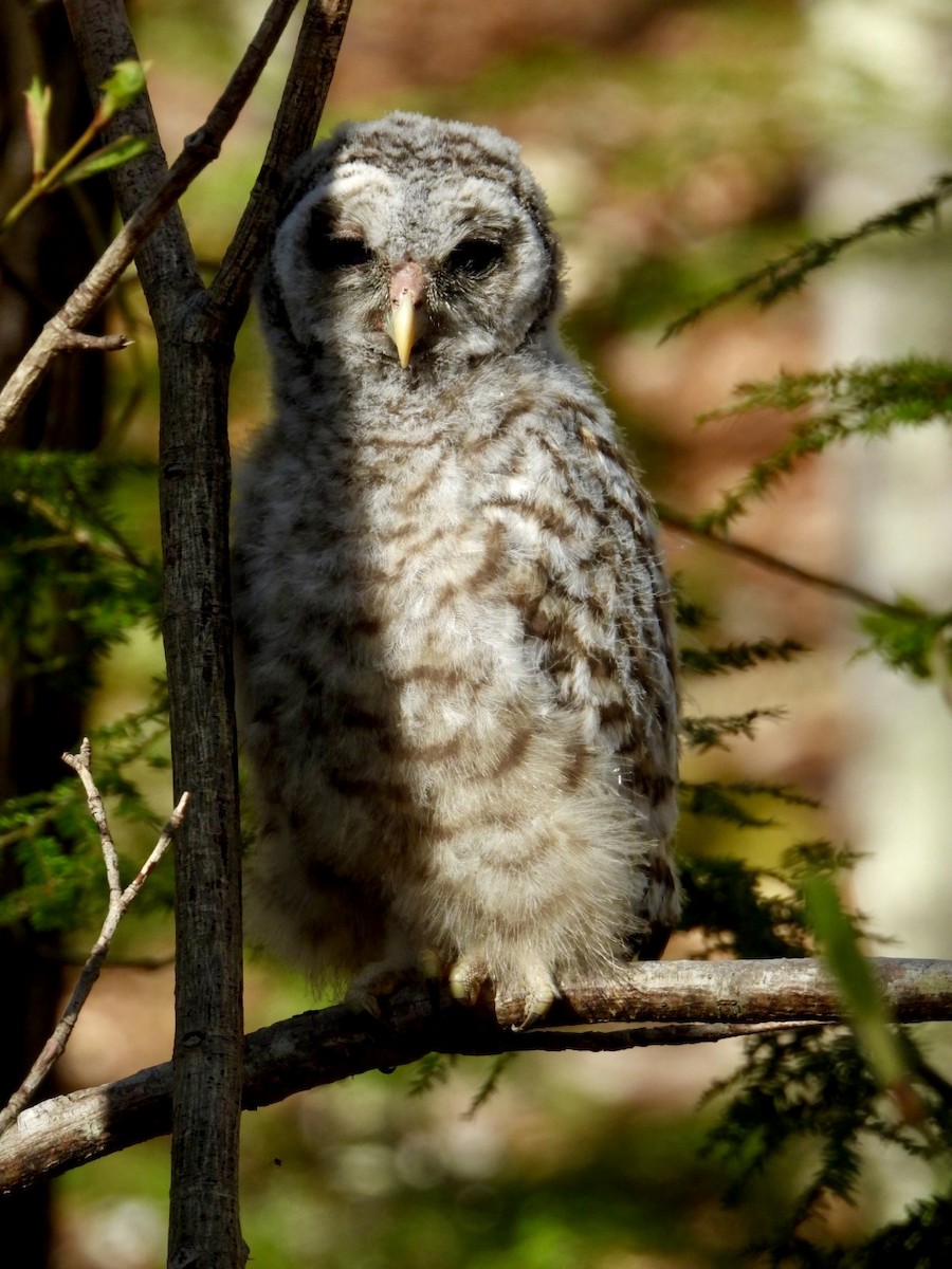 Barred Owl - ML618668634