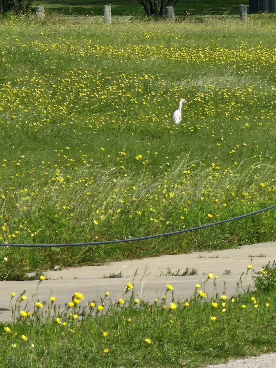 eBird Checklist - 8 May 2024 - Lewisville Lake Park - 42 species