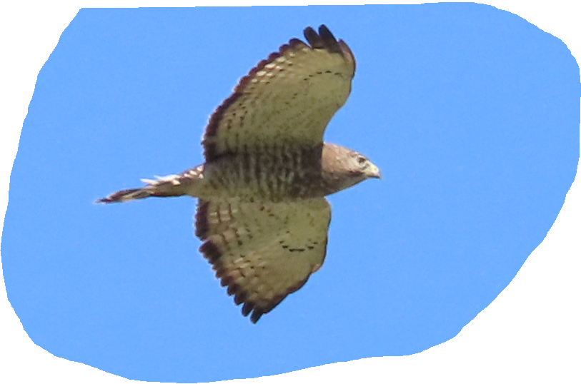 Broad-winged Hawk - ML618668709