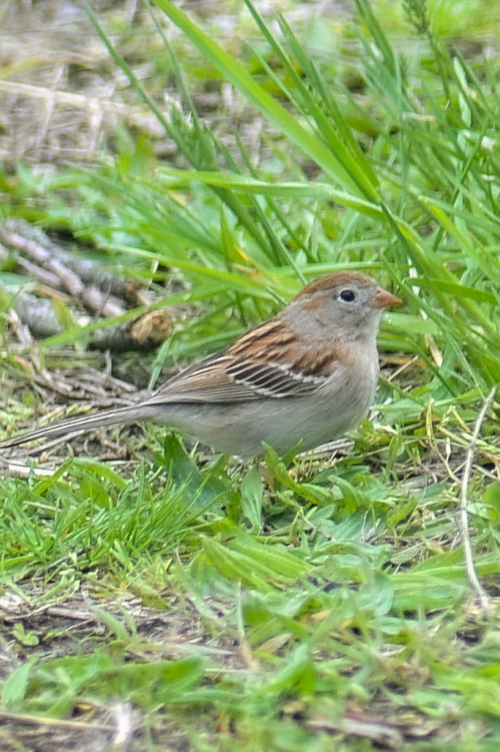 Field Sparrow - ML618668760