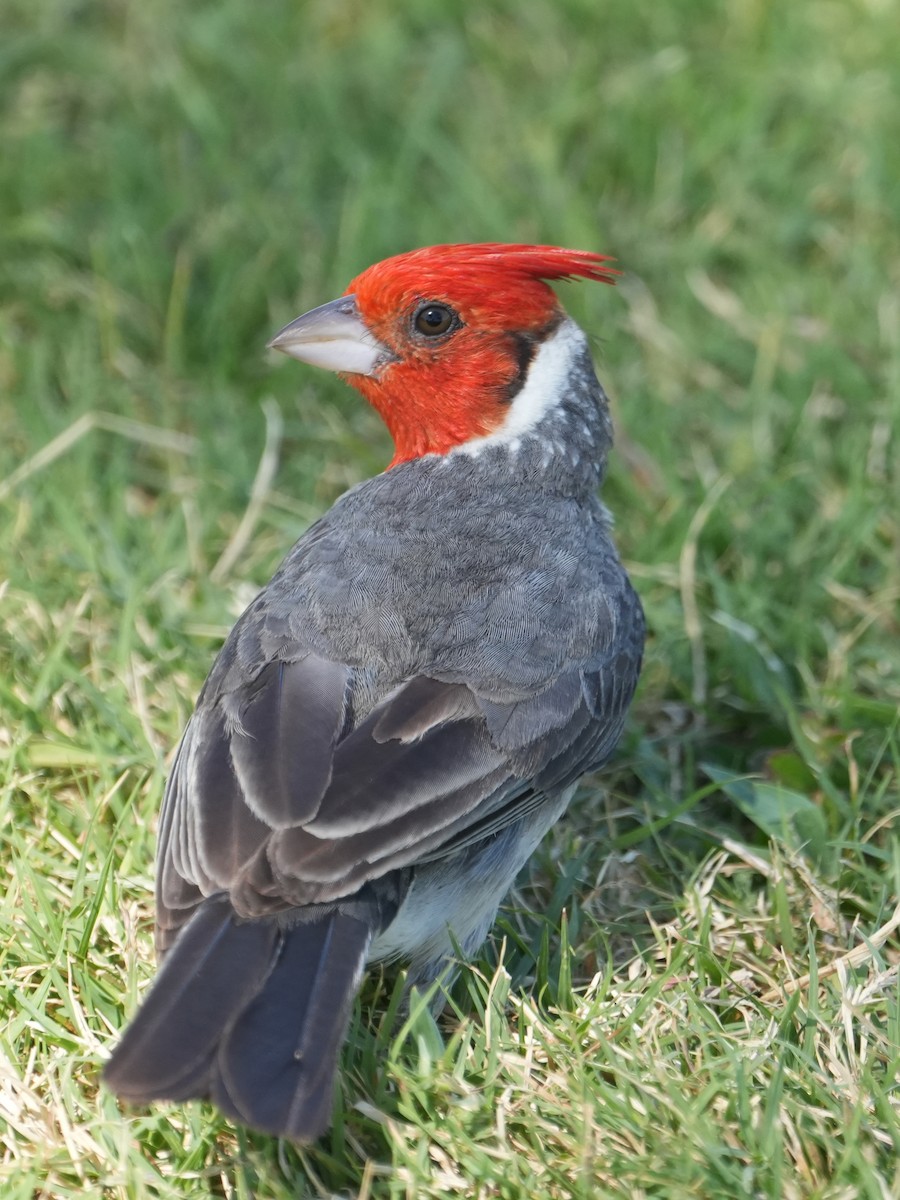 Red-crested Cardinal - Merryl Edelstein