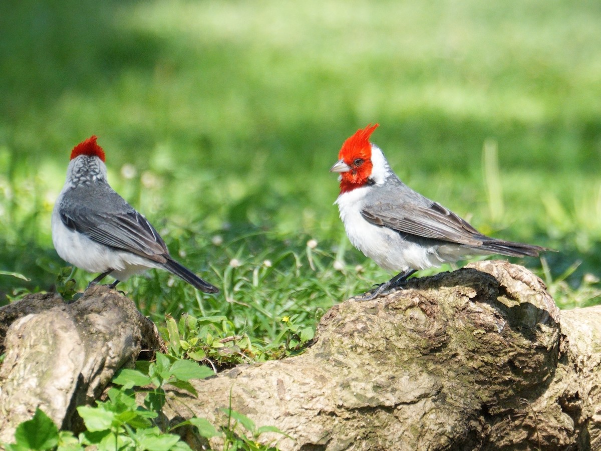 Red-crested Cardinal - ML618668765