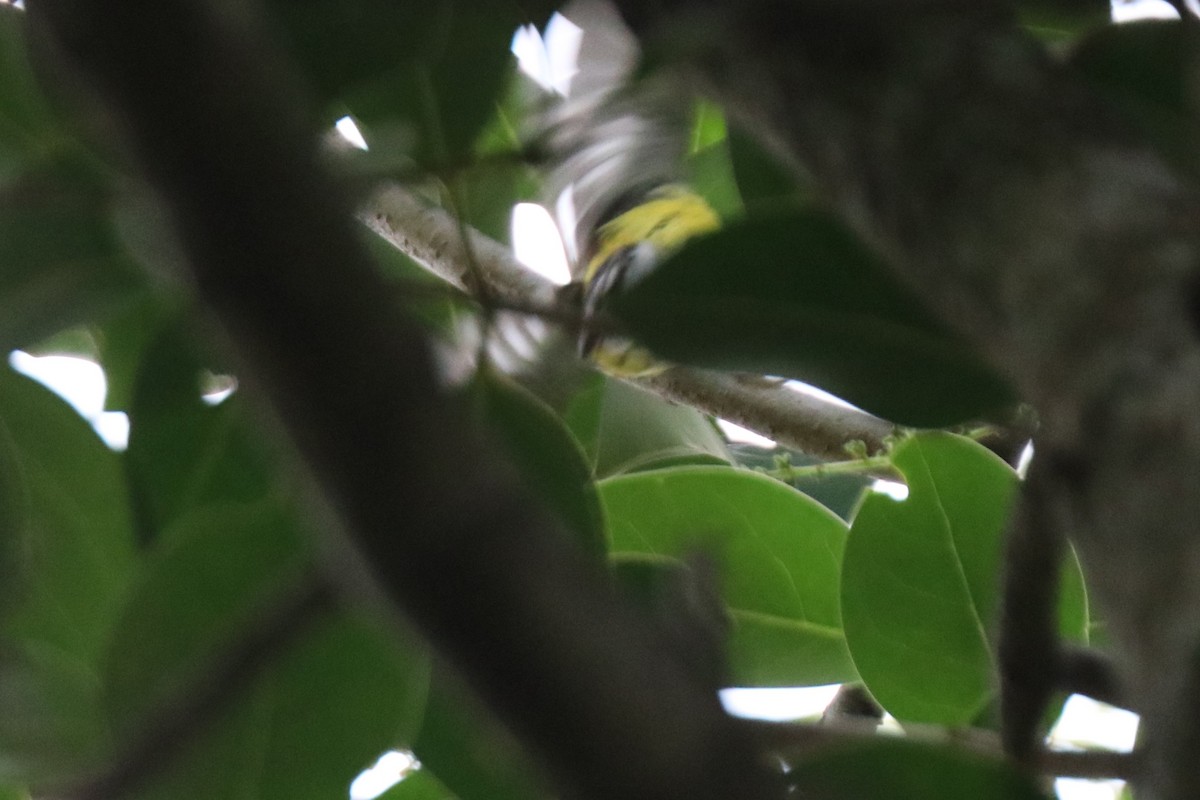 Magnolia Warbler - ML618668772