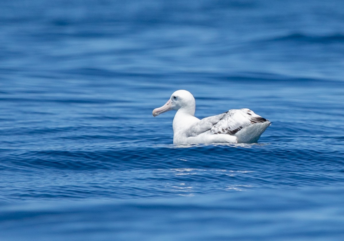 Antipodean Albatross (New Zealand) - ML618668801