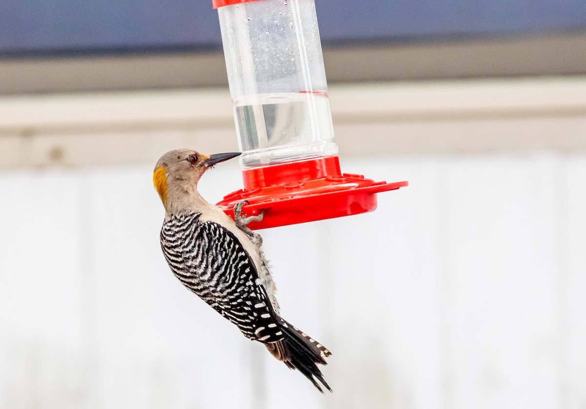 Golden-fronted Woodpecker - aaron evans