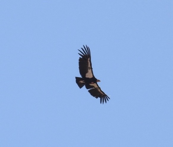 Condor de Californie - ML618668836