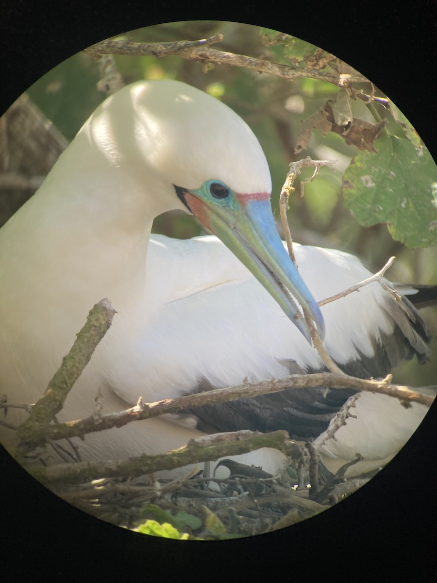 Red-footed Booby - ML618668856