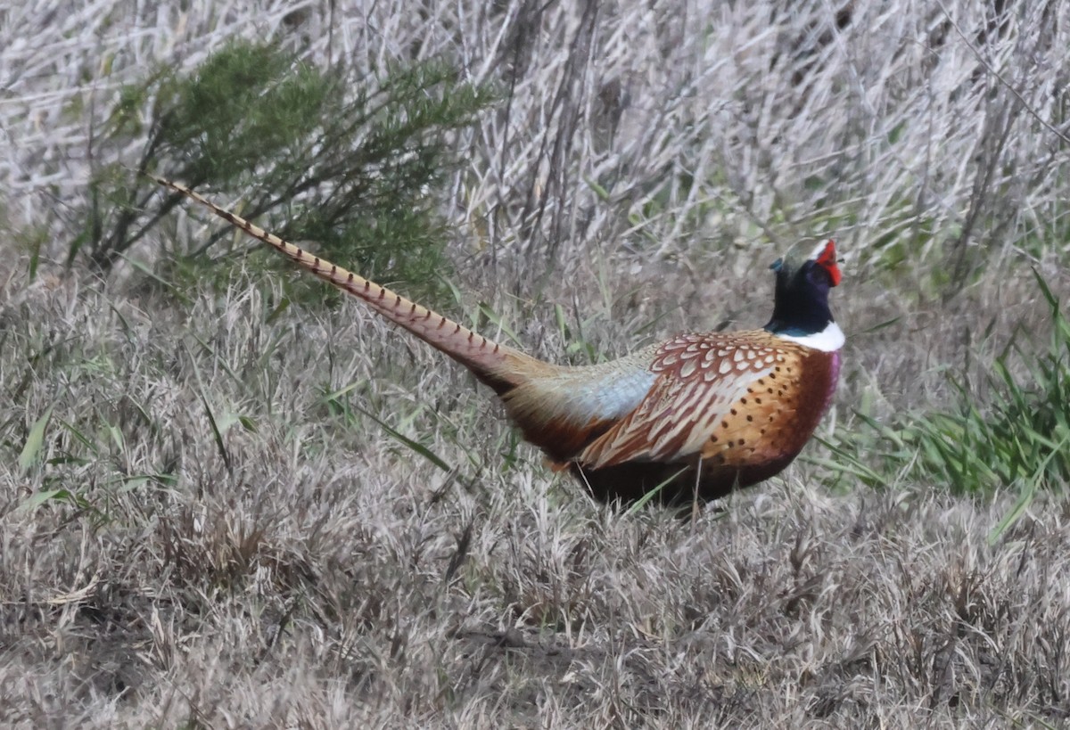 Ring-necked Pheasant - ML618668869