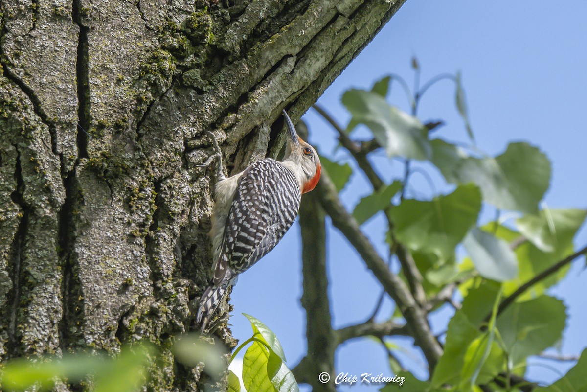 Red-bellied Woodpecker - ML618668886