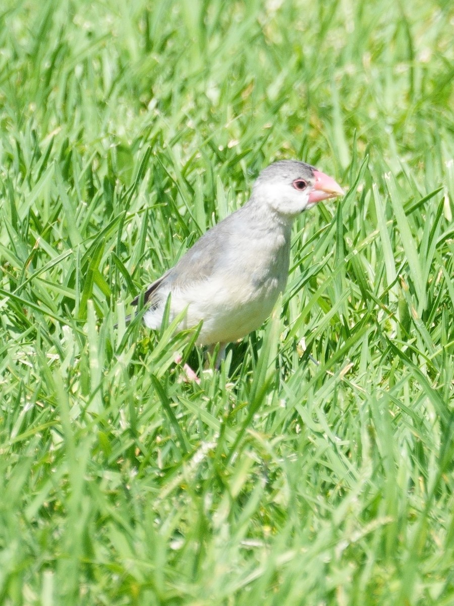 Java Sparrow - ML618668911